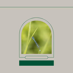 Wondrous Music for Lazy Days