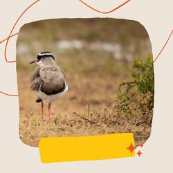 High Class Resting Easy