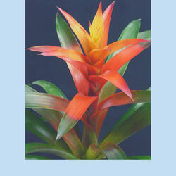 Background for Lazy Days