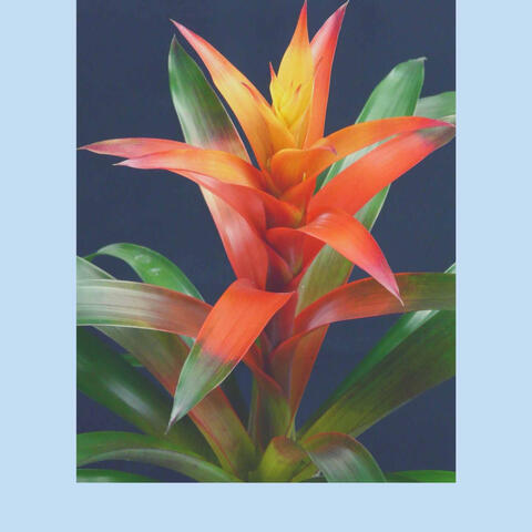 Peaceful Background for Busy Weekdays