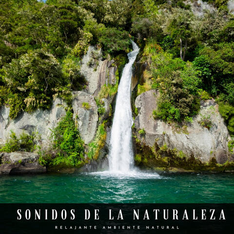 Sonidos De La Naturaleza: Relajante Ambiente Natural
