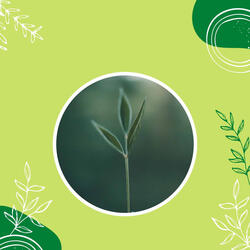 Music (Calming Moments)