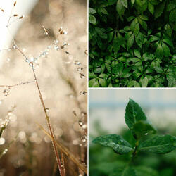 Peaceful Backdrops for Rainy April
