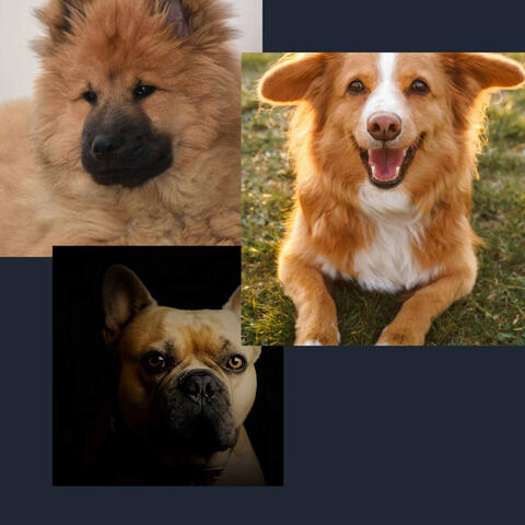Pleasant - Cozy Dogs