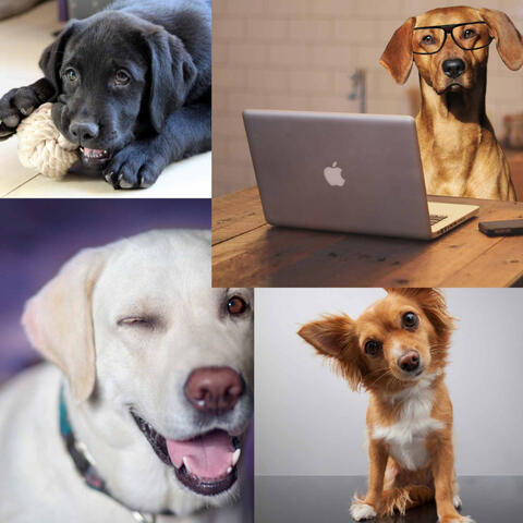Dogs on Couch (Music)