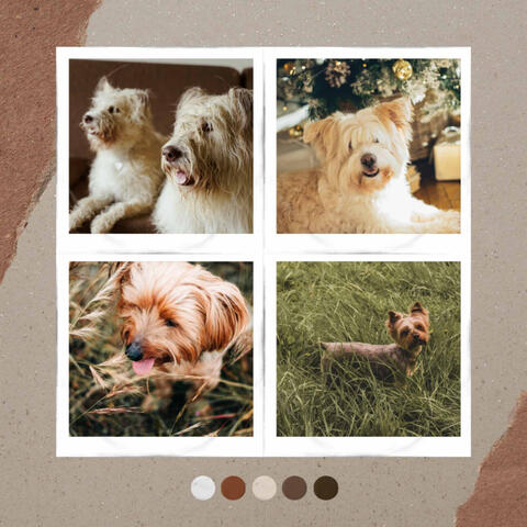 Fun Puppies - Tranquil
