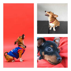 Delightful (Comfy Dogs)