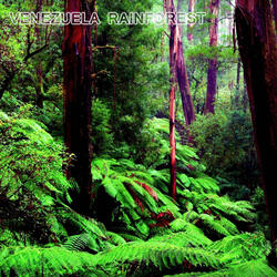 Venezuela Rainforest for Sleep (feat. National Geographic Soundscapes, Soothing Baby Sounds, Soothing Sounds, Relaxing Nature Sound, White Noise Sounds For Sleep & White Noise Ambience)