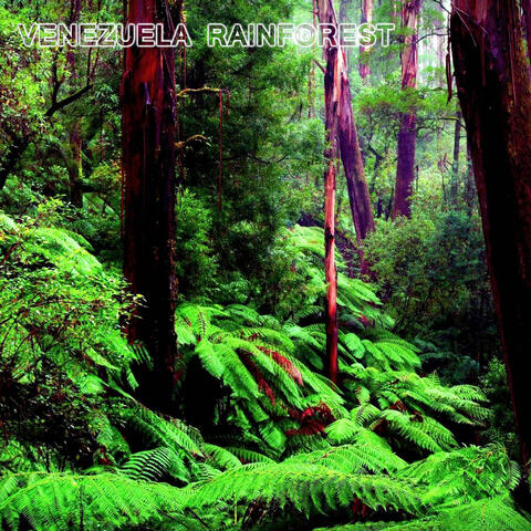 Venezuela Rainforest (feat. National Geographic Soundscapes, Soothing Baby Sounds, Soothing Sounds, Relaxing Nature Sound, White Noise Sounds For Sleep & White Noise Ambience)