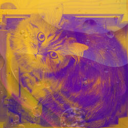 Terrific Ambiance for Cute Cat