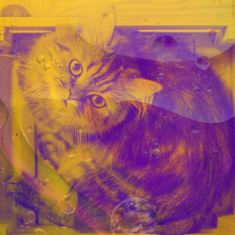 Bebop - Ambiance for Cute Cat