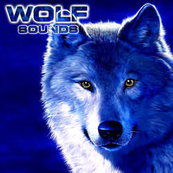 Wolf Nature Sounds (feat. National Geographic Nature Sounds, National Geographic Soundscapes, Relaxing Nature Sound, Soothing Sounds & White Noise Ambience)