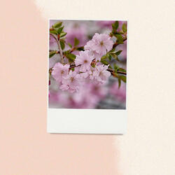 Sparkling Backdrops for Spring Rest