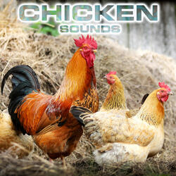 Nature Chicken Noise (feat. White Noise Ambience, Relaxing Nature Sound, National Geographic Nature Sounds, Soothing Sounds, Soothing Baby Sounds & National Geographic Animal Sounds)