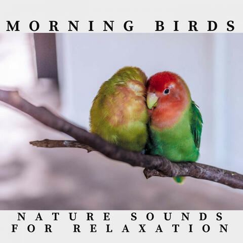 Morning Birds