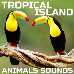 Relaxing Tropical Island Animals Sounds