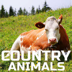 Relaxing Country Animals Sounds
