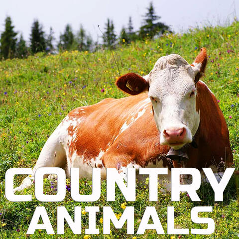 Country Animals