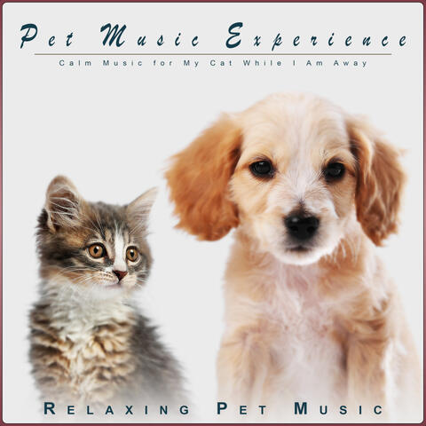 Pet Music Experience: Calm Music for My Cat While I am Away