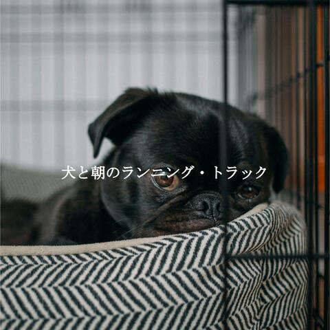 犬と朝のランニング・トラック