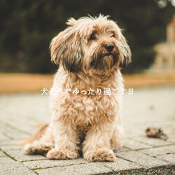 Dream-Like Backdrops for A Calm Hound