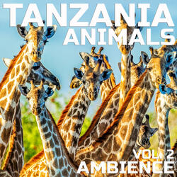 Calming Tanzania Animals Ambient Sound