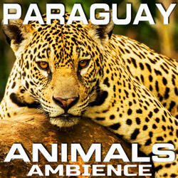 Paraguay Animals Ambience