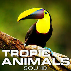 Relaxing Tropic Animals