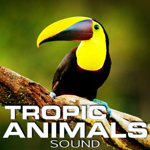 Tropic Animals Sound