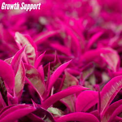 Hypnotic Golden Together