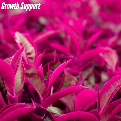 Growth Support