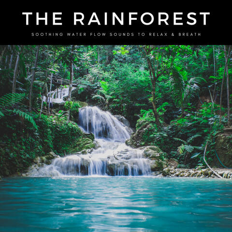 The Rainforest: Soothing Water Flow Sounds To Relax & Breath