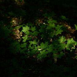 Deep Passionate Meditation