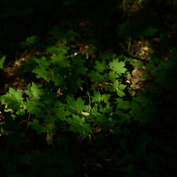 Muz Music before going to bed