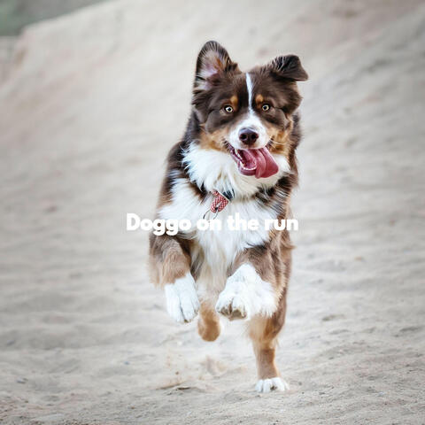 Doggo on the run