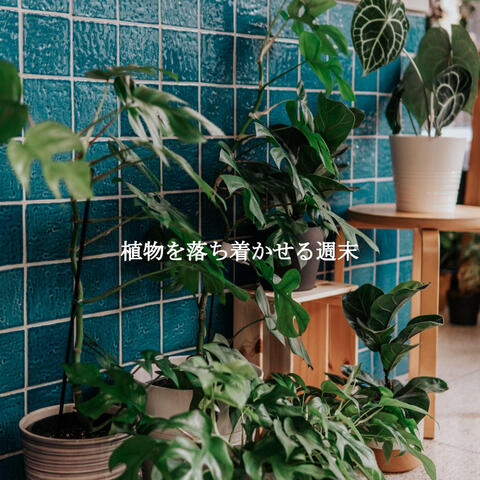 植物を落ち着かせる週末