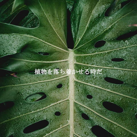 植物を落ち着かせる時だ
