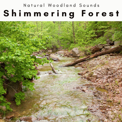 A Shimmering Forest