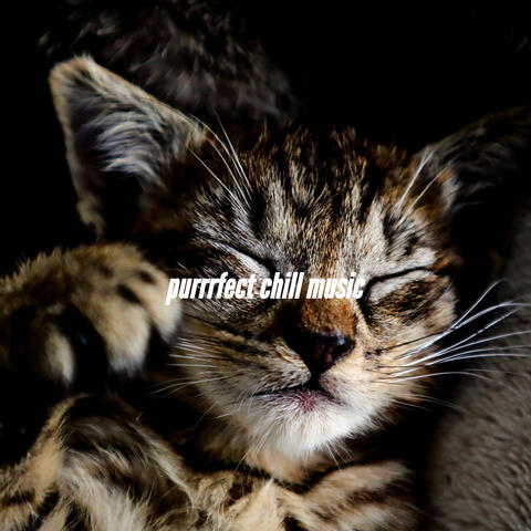 purrrfect chill music