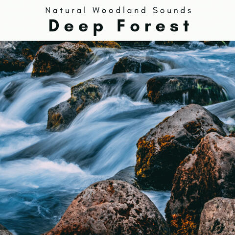 A Deep Forest