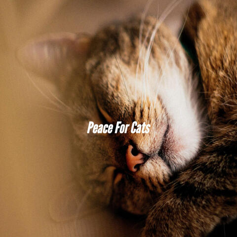 Peace For Cats