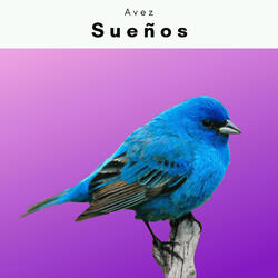 El Modo de Pájaros Sonidos con Piezas para Sueños Profundos