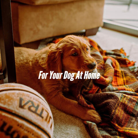 For Your Dog At Home