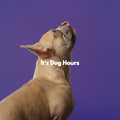 It's Dog Hours