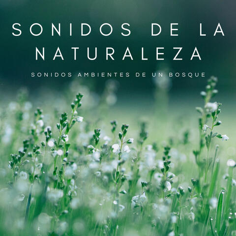 Sonidos De La Naturaleza: Sonidos Ambientes De Un Bosque