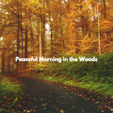 Peaceful Morning in the Woods