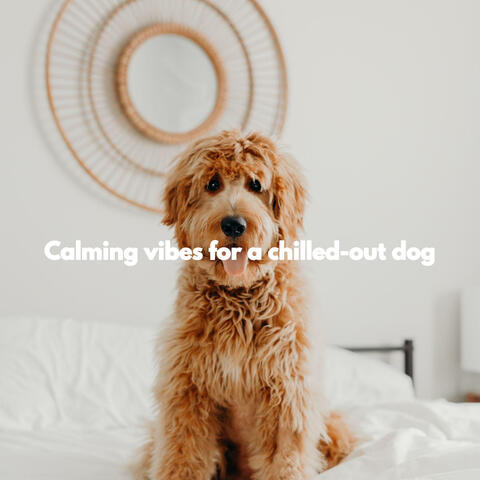 Calming vibes for a chilled-out dog