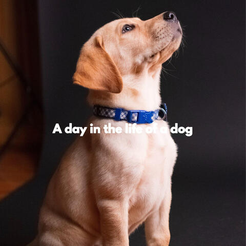 A day in the life of a dog