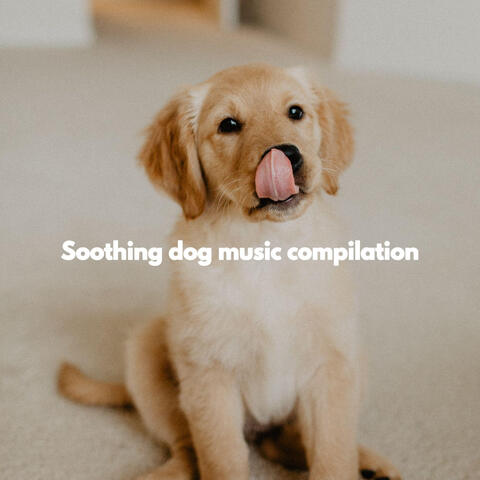 Soothing dog music compilation