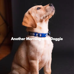 Modish Bossa Nova Guitars and Jazz Organ - Vibe for Comfortable Hounds
